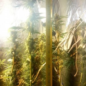 Colorado 1st Time Grow Journal