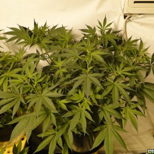 Various Strains in Flowering-Day 16-5/9/16