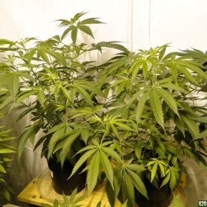 Various Strains in Flowering-Day 16-5/9/16