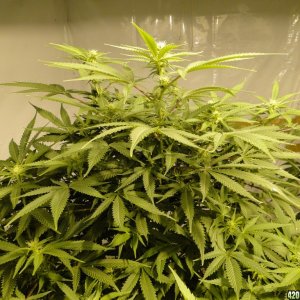 Various Strains in Flowering-Day 16-5/9/16