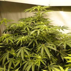 Various Strains in Flowering-Day 16-5/9/16