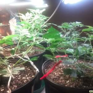 5/10/2016 7 Clones