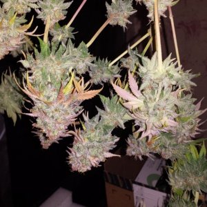 lemon skunk harvested