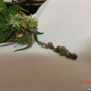 bud and seeds auto CBG