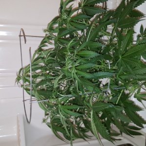 Crop King NY Diesel Auto