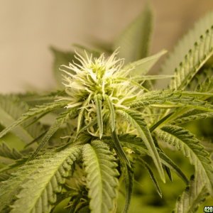 Various Strains in Flowering-Day 18-5/9/16