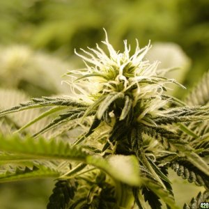 Various Strains in Flowering-Day 18-5/9/16