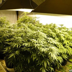 Various Strains in Flowering-Day 18-5/9/16