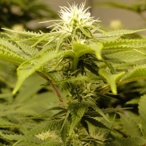 Various Strains in Flowering-Day 18-5/11/16