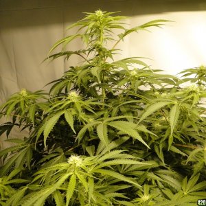 Various Strains in Flowering-Day 18-5/11/16