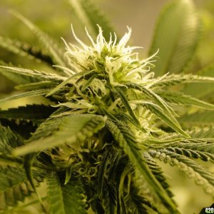 Various Strains in Flowering-Day 18-5/11/16