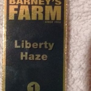 Liberty Haze (Barney