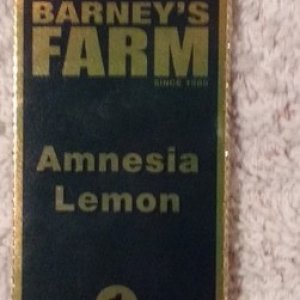 Amnesia Lemon (Barney's Farm)