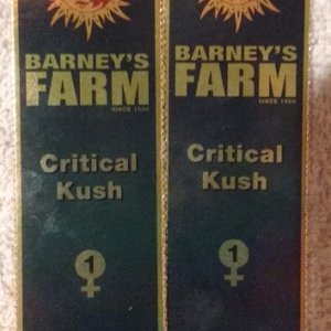 Critical Kush (Barney's Farm)