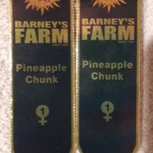 Pineapple Chunk (Barney's Farm)