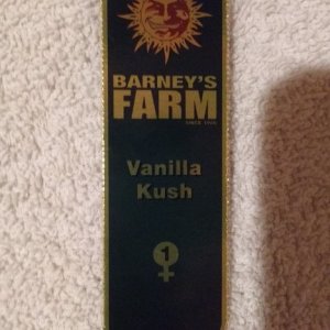 Vanilla Kush (Barney's Farm)