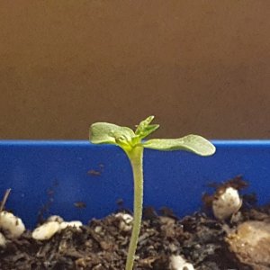 seedling