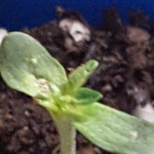 seedling