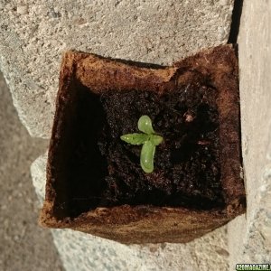 grow13052016