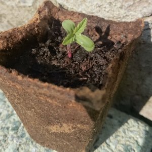 grow13052016