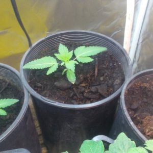 Mystery Seed Veg Day 10