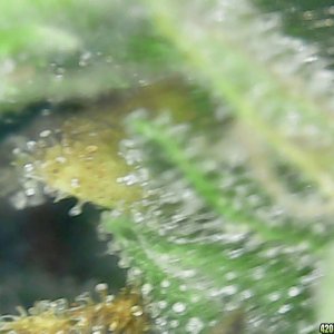 Trichs