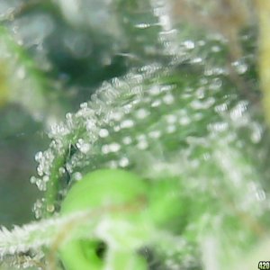 Trichs