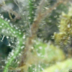 Trichs