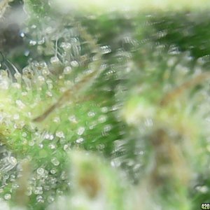 Trichs