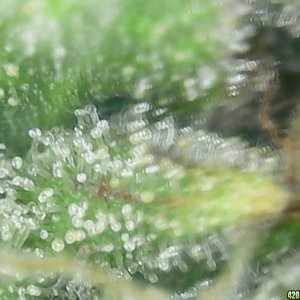 Trichs