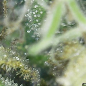 Trichs