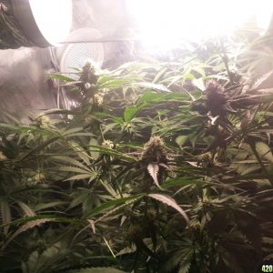 Green Poison Grow