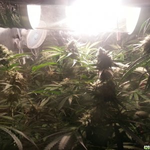 Green Poison Grow