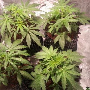 Green Poison Grow