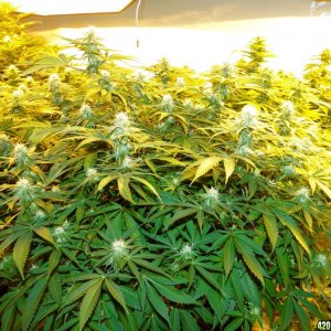 Various Strains in Flowering-Day 23-5/16/16