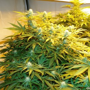 Various Strains in Flowering-Day 23-5/16/16