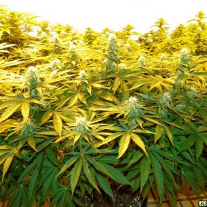 Various Strains in Flowering-Day 23-5/16/16