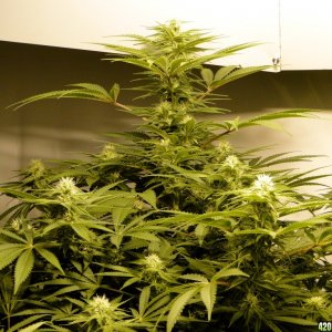 Various Strains in Flowering-Day 23-5/16/16