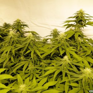 Various Strains in Flowering-Day 23-5/16/16