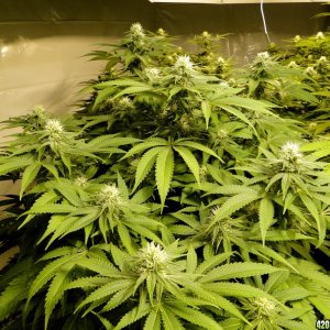 Various Strains in Flowering-Day 23-5/16/16