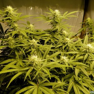 Various Strains in Flowering-Day 23-5/16/16