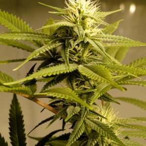 Various Strains in Flowering-Day 23-5/16/16