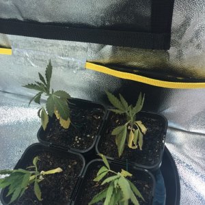 dying plants, please help ):