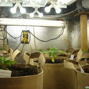 h00ks hillbilly grow 2016