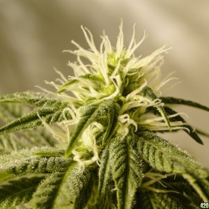 Various Strains in Flowering-Day 24-5/17/16