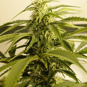 Various Strains in Flowering-Day 24-5/17/16