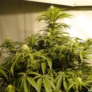 Various Strains in Flowering-Day 24-5/17/16