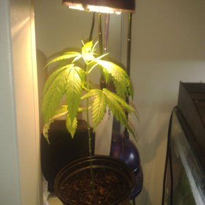1st very budget grow pictures from Grinn