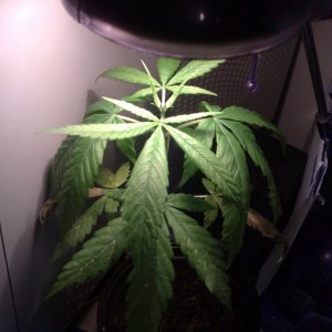 1st very budget grow pictures from Grinn