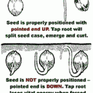 seeds